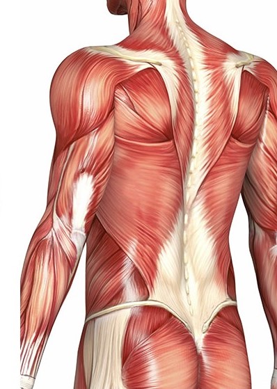Osteopata